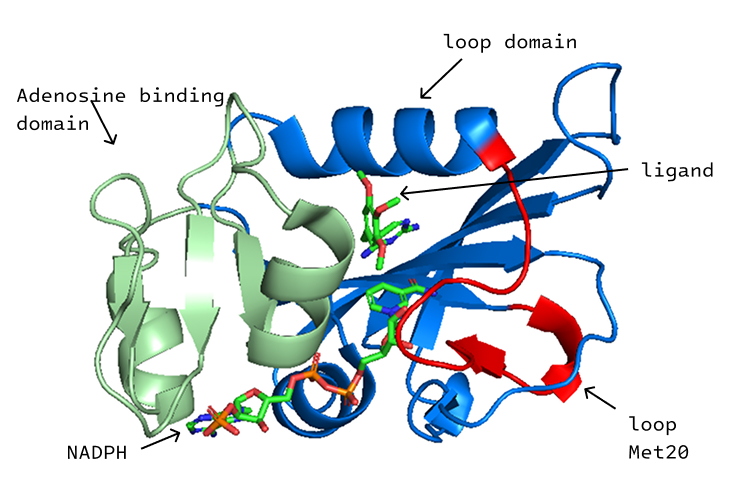 EcDHFR ligand-complex analysis figure